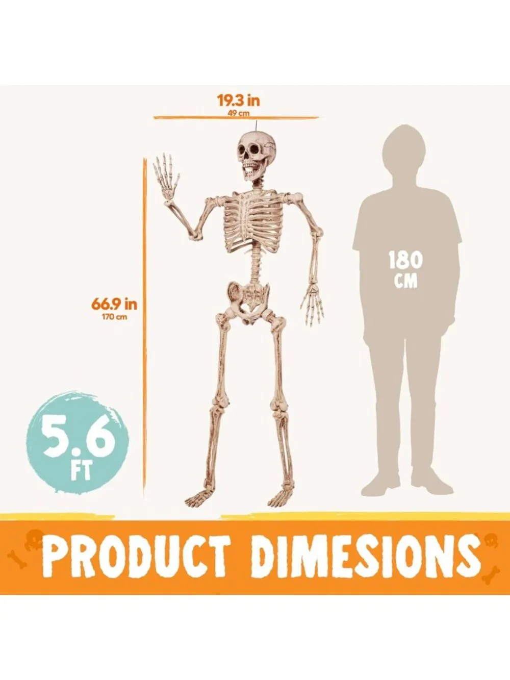 5.6 FT Life Size Posable Skeleton - Realistic Bones, Movable Joints, Halloween